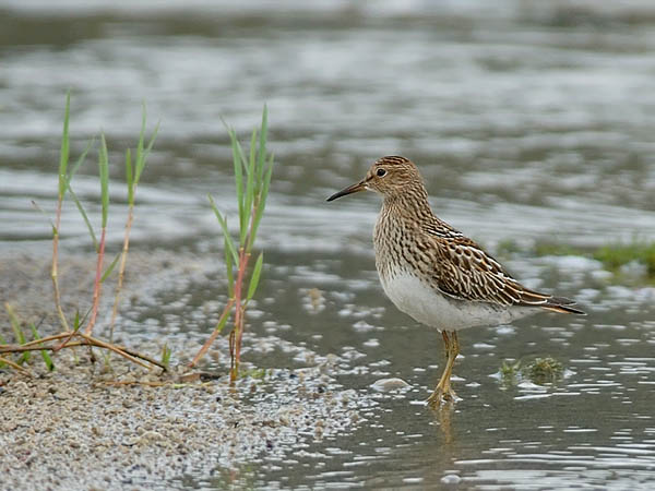 Palsasirri, Pectoral Sandpiper, Calidris melanotos